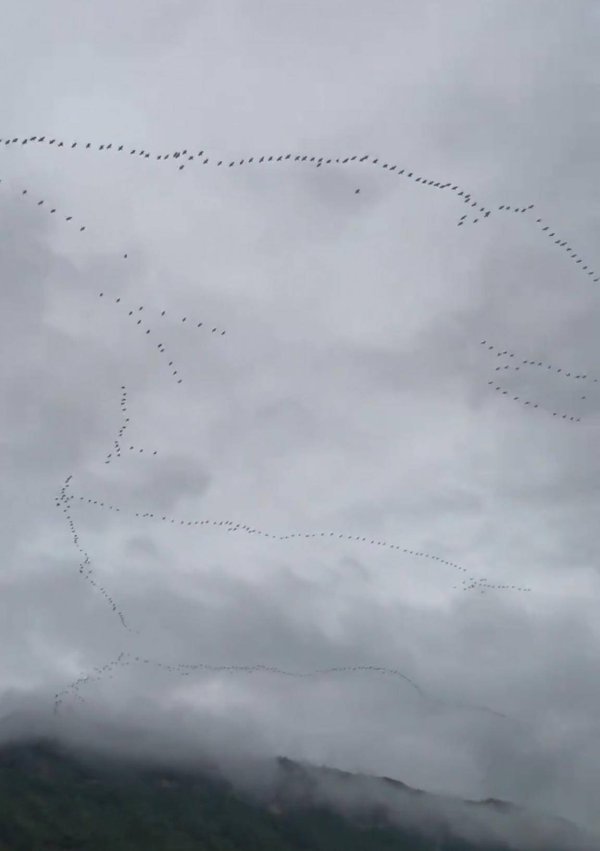 尊享配资 快看！这候鸟南飞的场景太壮观了！壶口瀑布游客边拍边“哇哇哇”